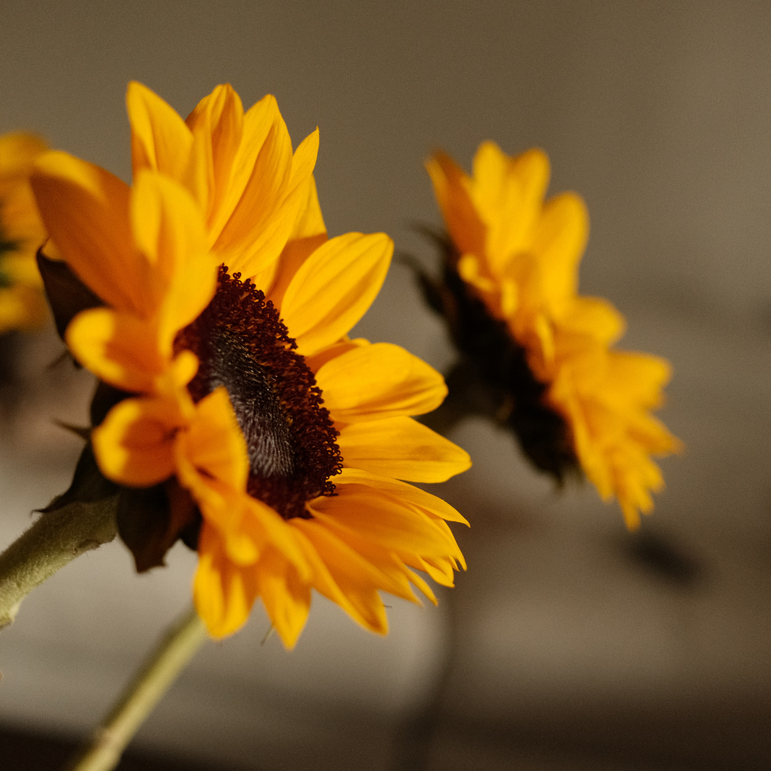 Golden Bloom