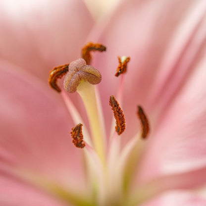 Elegancia de Calma con Lirio Rosa