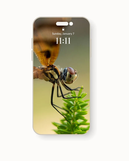 Caricia de Sol, Sueños de Libélula