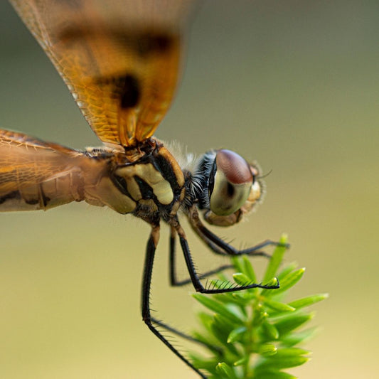 Caricia de Sol, Sueños de Libélula