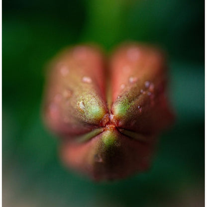 Corazón de Pensamientos