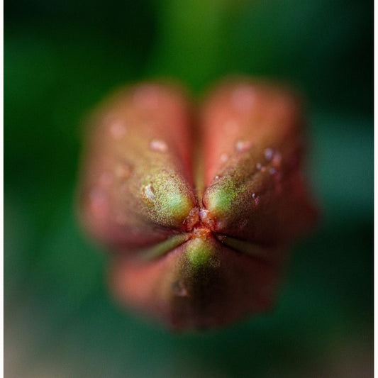 Corazón de Pensamientos