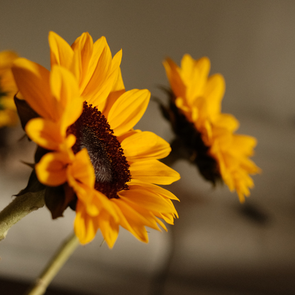 Golden Bloom